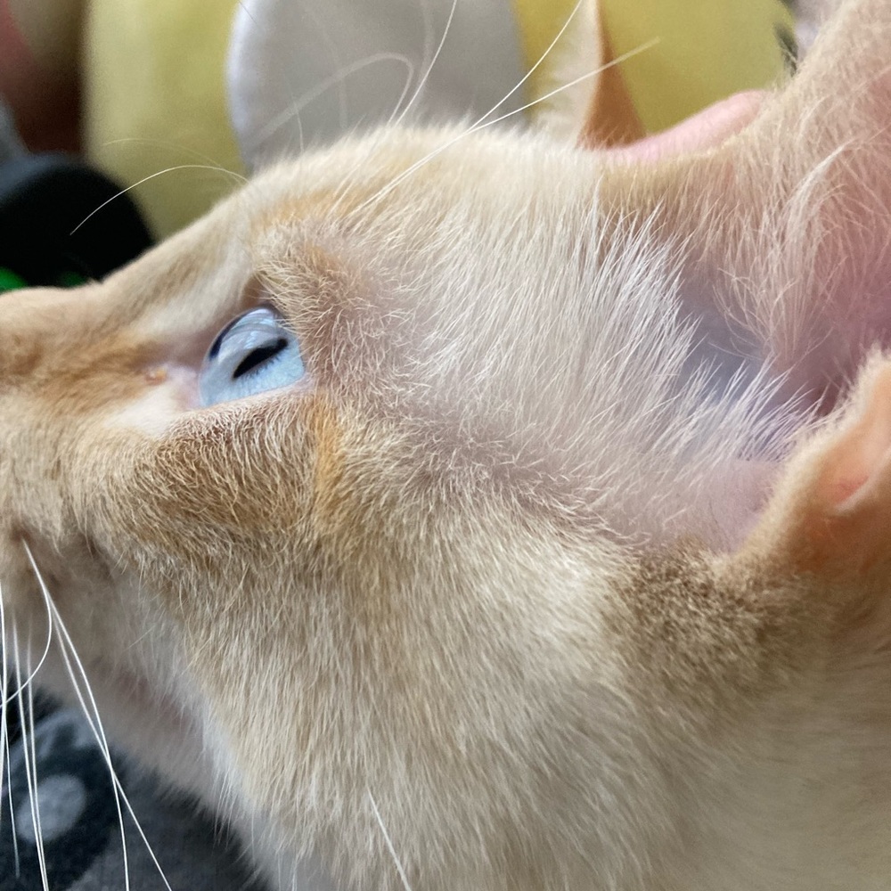 Meet your Posher, Alicia